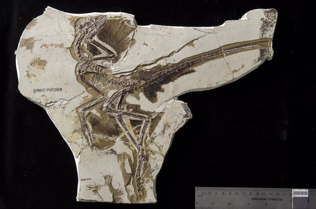 Archivo - Un investigador de la UMA cuestiona que el vuelo propulsado apareciera en dinosaurios no avianos