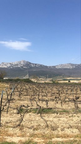 Viñedos en Laguardia (Rioja Alavesa)