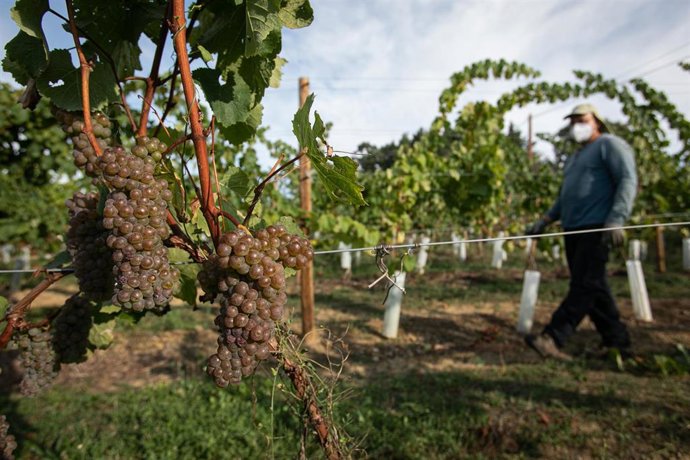 Archivo - Un trabajador de la Bodega Txabarri recoge uvas durante la vendimia para producir txakoli de Bizkaia 