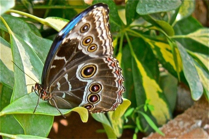 Un ejemplar del Mariposario de Níjar (Almería)