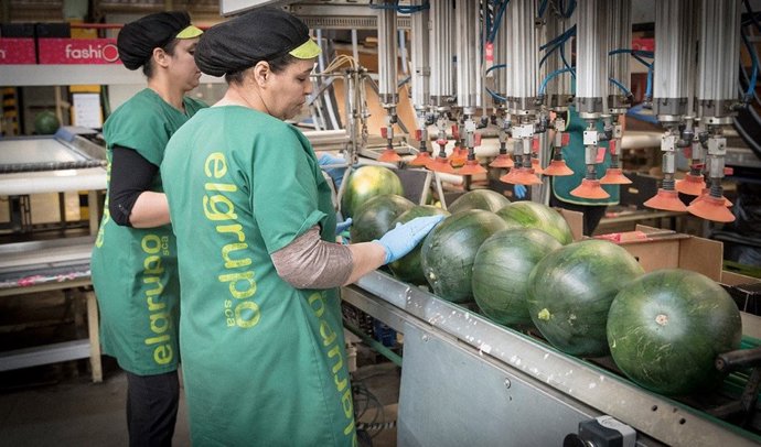 Empleadas de una cooperativa agraria andaluza trabajando con sandías en una nave.