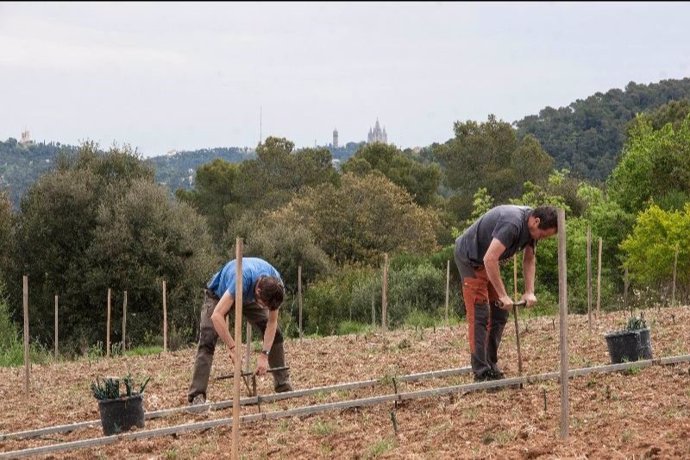 La cooperativa L'Olivera planta viñedo en Collserola.