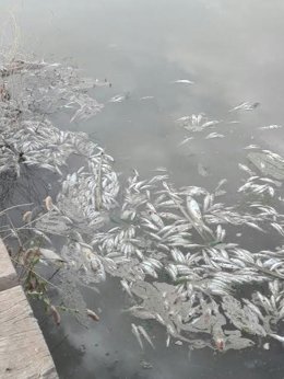 Archivo - Peces muertos en el Guadalquivir por el vertido de orujo en junio de 2017.