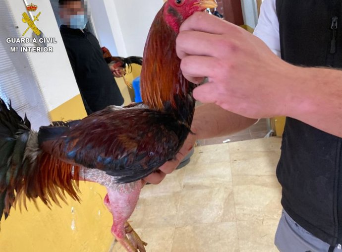 Uno de los gallos intervenidos