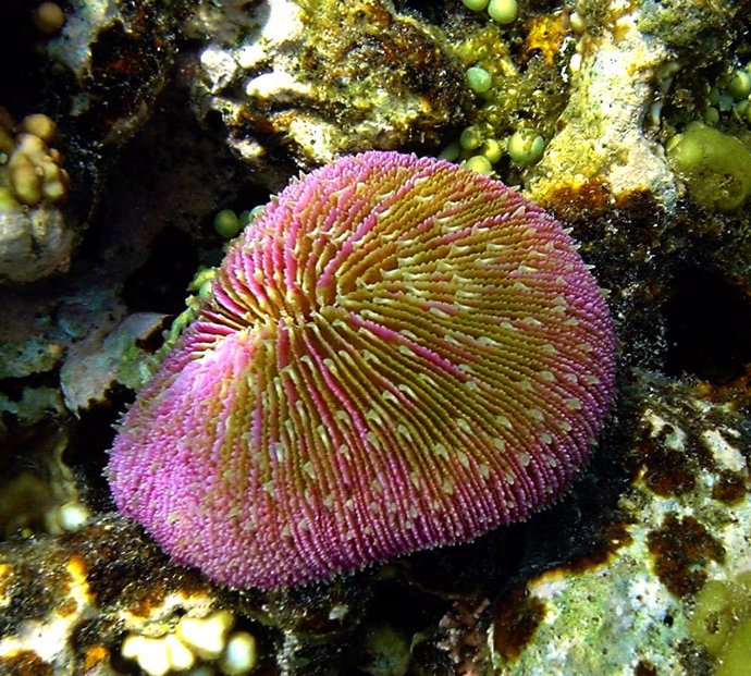 Coral de la familia Fungiidae con tentáculos cortos, en Papúa Nueva Guinea