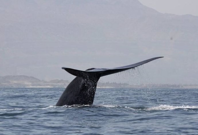 Archivo - Una ballena azul del noroeste del Océano Índico se lanza a bucear en la costa del Mar Arábigo de Omán.