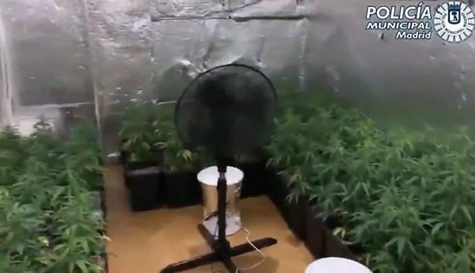Detenido un hombre que okupó una casa, donde cultivaba 130 plantas de marihuana