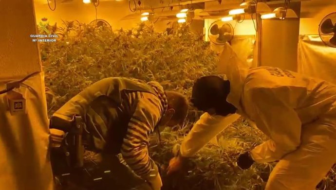 Guardias civiles intervienen una plantación de marihuana indoor en una vivienda