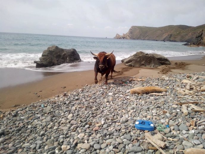 El toro en la playa de La Carnera tras caer por el acantilado.