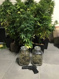 Detenido con una plantación de marihuana en casa y como presunto autor de barrios robos en Guadiaro en San Roque (Cádiz)