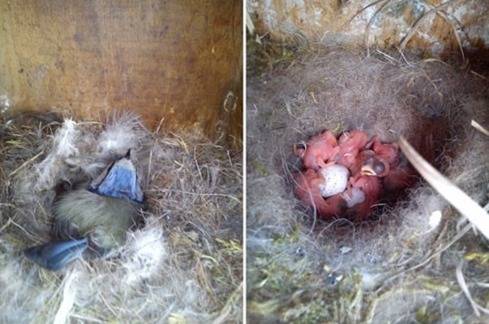 Archivo - A la izquierda, hembra de herrerillo común incubando los huevos en el nido. A la derecha, crías tras la eclosión de los huevos