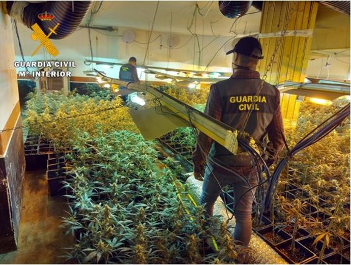 Plantas de marihuana en en interior de la vivienda de Traspinedo.