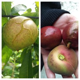 Cultivos afectados por el pedrisco