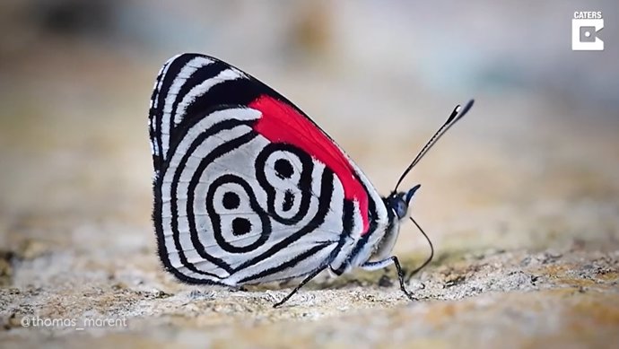 ¿Qué Significa El Número 88 Dibujado En Las Alas De Esta Mariposa?
