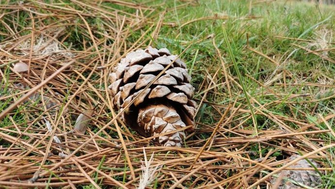 Una piña en un bosque