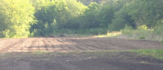 Jabalíes campan por una huerta recién sembrada.