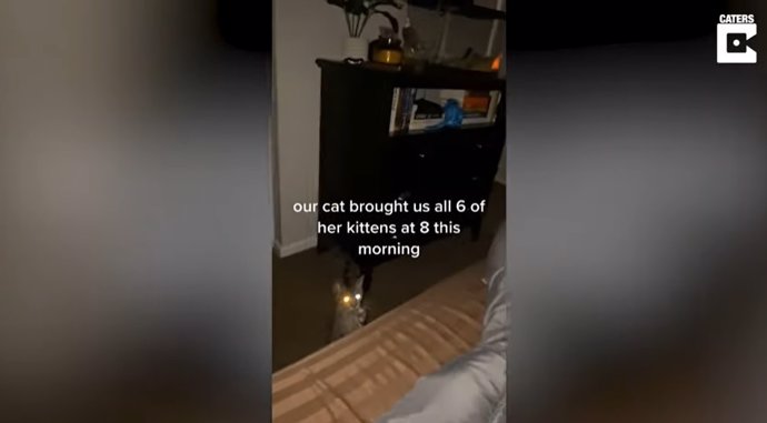 Una recién estrenada mamá gata despierta a sus dueños para llevarles sus cachorros a su cama