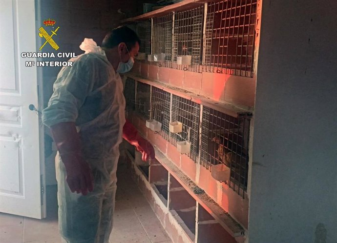 Guardia Civil desmantela en Totana un tentadero ilegal dedicado a peleas de gallos