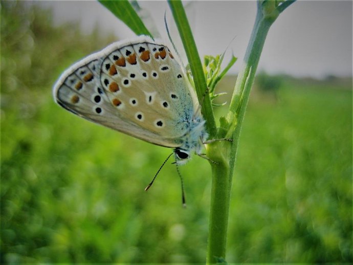 Una mariposa Polyommatus icarus.