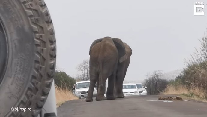 Estos elefantes se ponen a pelear en mitad de una carretera