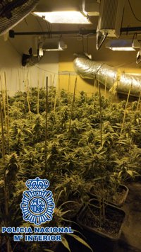 Detenidas siete personas tras desmantelar seis plantaciones de marihuana en Sanlúcar (Cádiz)