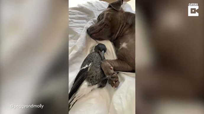 Un perro y una urraca se cogen de las patas mientras se acurrucan