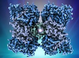 Archivo - Estructura tridimensional de la enzima PAH humana