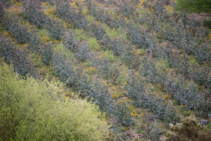 Repoblación de eucalipto en O Cádavo, A Fonsagrada a 22 de abril de 2021, en Lugo, Galicia (España). La moratoria para la plantación de eucalipto entrará en vigor en mayo, para acelerar se está procediendo a la tala de otras especies como el pino. La Xu