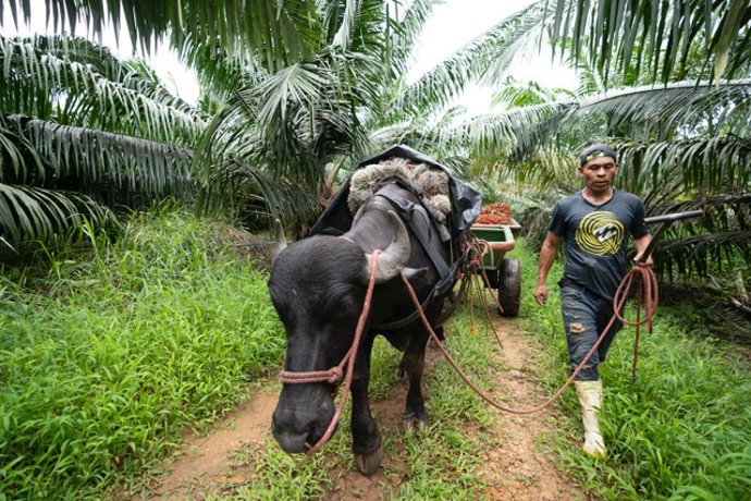 Archivo - El PIB de Nicaragua crecerá entre un 2,5 y 3,5% en el 2021, según el BCN