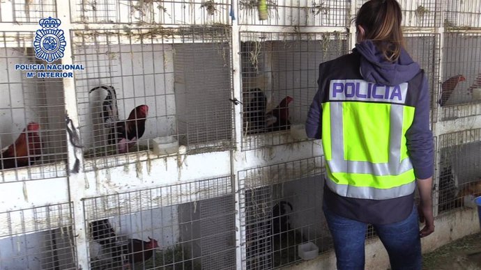 Desarticulada una banda que distribuía cocaína y organizaba peleas ilegales de gallos