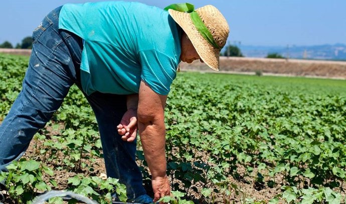 Archivo - Campo andaluz
