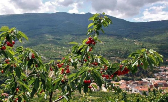 Cerezos en la comarca del Comtat