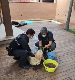 Efectivo de Policía Local y de Bomberos en el rescate de un perro que llevaba dos días en una piscina con agua en un chalé de Torremolinos