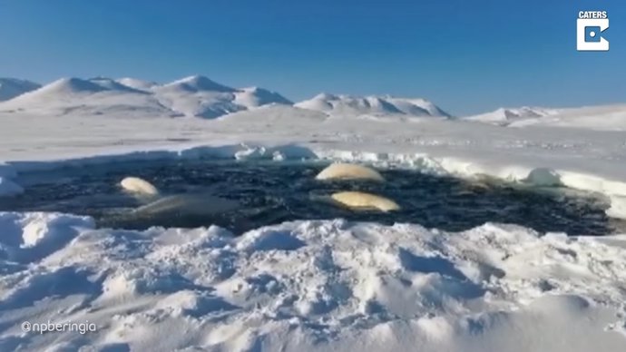 Una manada entera de ballenas beluga quedó atrapada en un agujero de agua rodeado de hielo marino