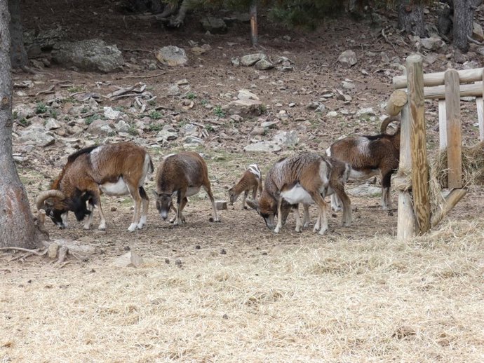 Animals herbívors a les installacions de Naturlandia.