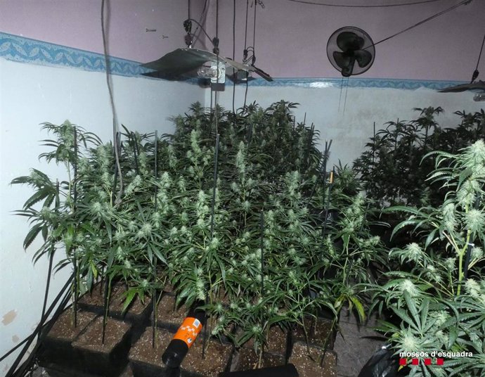 Plantación de marihuana en el interior de un domicilio de Terrassa (Barcelona).