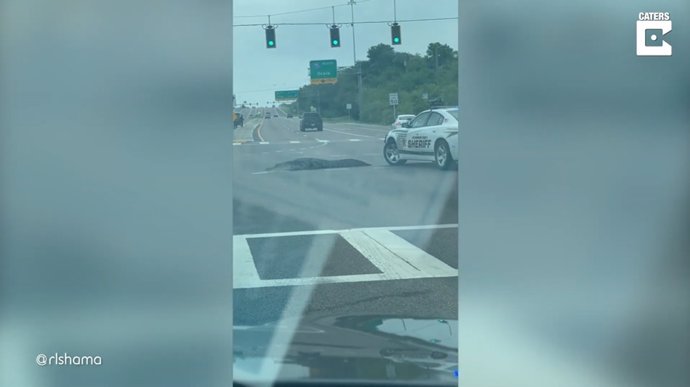 Un caimán se pasea por un cruce de carreteras muy concurrido en Florida