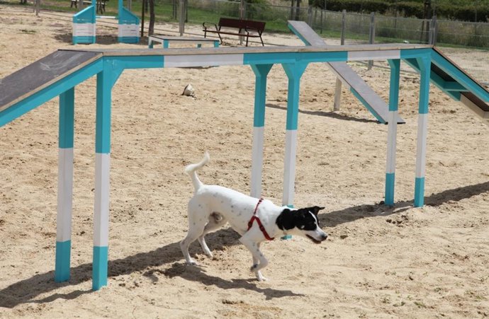 Un perro juega en un parque