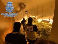 Detenidos en Algeciras (Cádiz) un hombre y una mujer tras desmantelarse una plantación de marihuana en su vivienda
