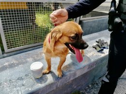 Imagen del perro rescatado