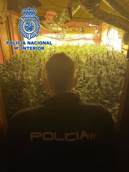 Policía actúa en una plantación de marihuana.