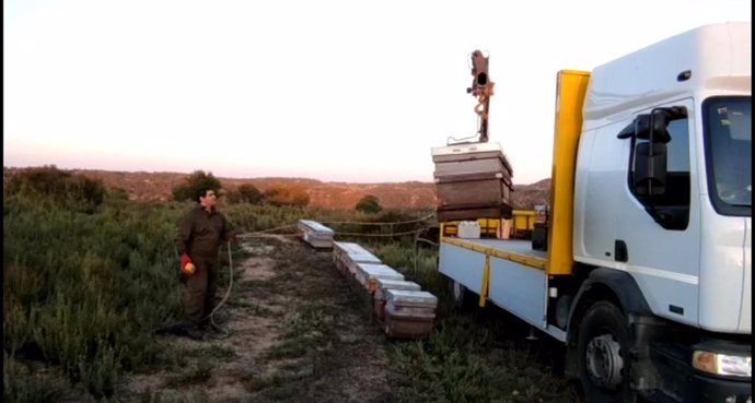 La cosecha de miel de romero en Guadalajara dará unos 50.000 kilos en la provincia y será "muy buena"