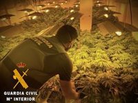 Detienen en Roquetas de Mar (Almería) a un varón que utilizaba una vivienda alquilada para cultivar marihuana