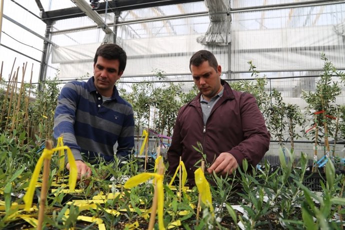 Los investigadores de Dauco Carlos Trapero y Pedro Valverde.