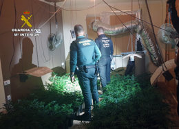 Imagen de la plantación interveida