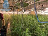 Intervenidas 748 plantas de marihuana en dos viviendas de San Juan (Sevilla) y arrestadas tres personas