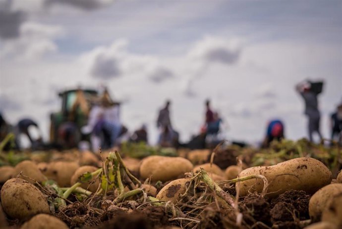 Archivo - Patata nueva, producto "estrella" en la agricultura de La Rinconada