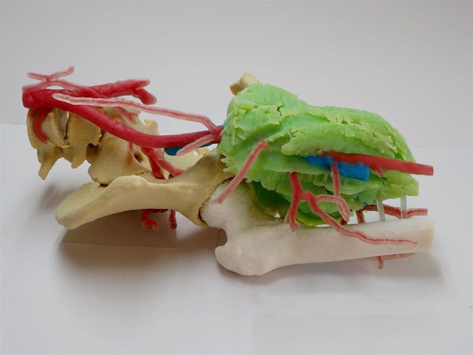 AIJU reproduce un biomodelo impreso en 3D que ayuda a planificar cirugías tumorales complejas