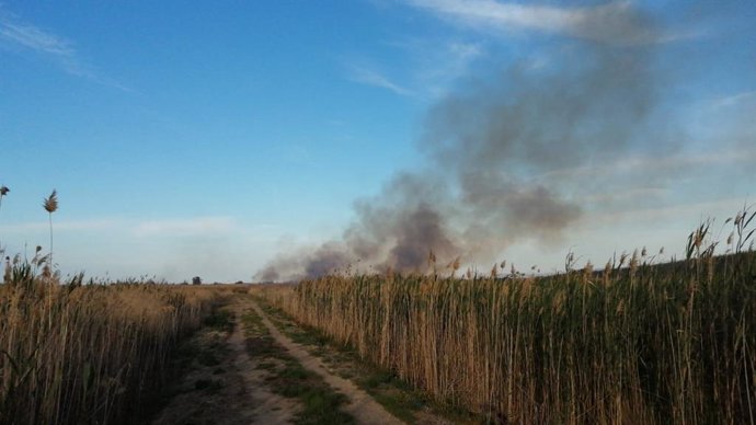 Un incendio en Ses Jonqueres Veres, cerca de Sa Pobla, calcina una hectárea de cañar.