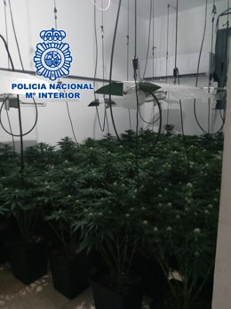 Uno de los cultivos desmantelados en Almería